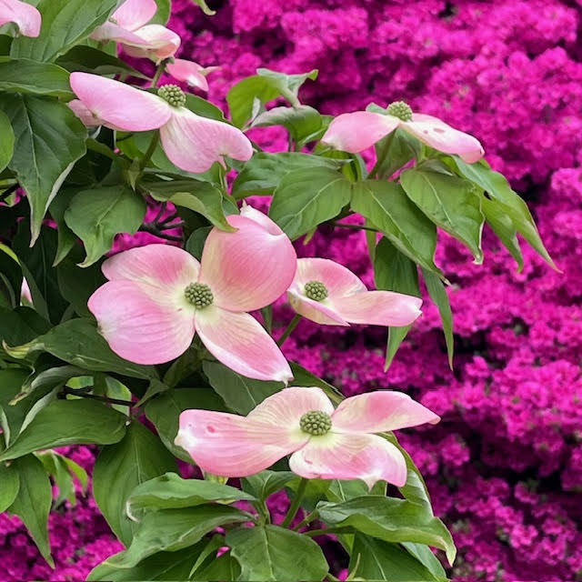 Pink and white dogwood flowers with a bright pink azalea in the background
