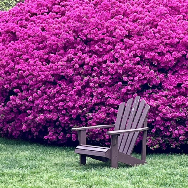 Birght pink azaleas rising above a brown wooden Adirondack chair