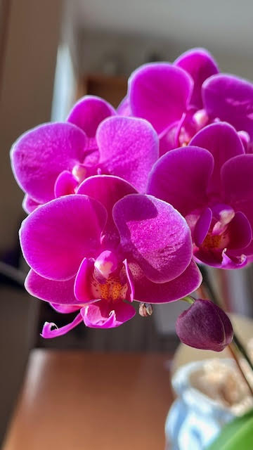 Bright pink phalaenopsis orchid blooms