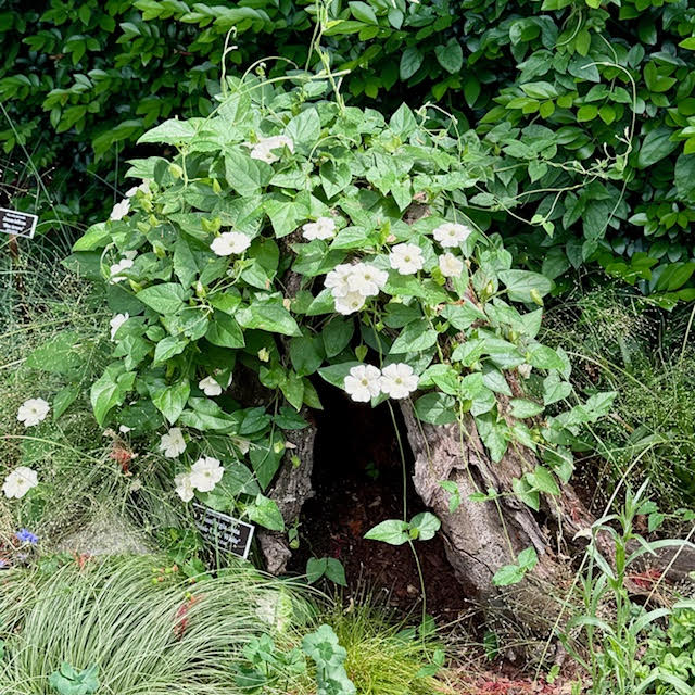 White flowers around a stump with a hollow center at NYBG Wonderland exhibit.