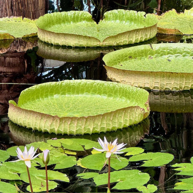 Amazon lilies at NYBG Wonderland exhbit.