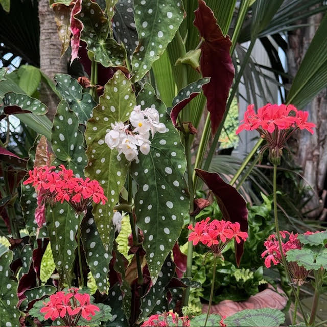 Begonia maculata (a plant with green leaves with white polka dots" and red and white flowers at the NYBG Wonderland exhbit.