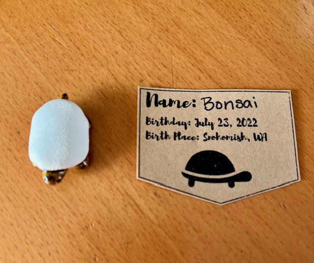 A small clay turtle teapet with a white shell next to a piece of paper that says: "Name: Bonsai. Birthday: July 23, 2022. Birth place: Snohomish, WA."