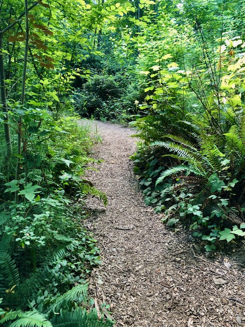 Walking path through a lush green forest