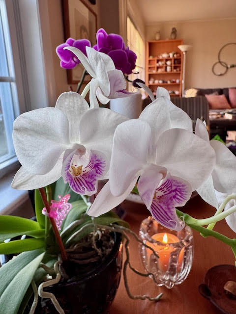 Sunshine on white phalaenopsis orchids with magenta centers on a table next to a candle, In the background is an all magenta orchid with flowers.